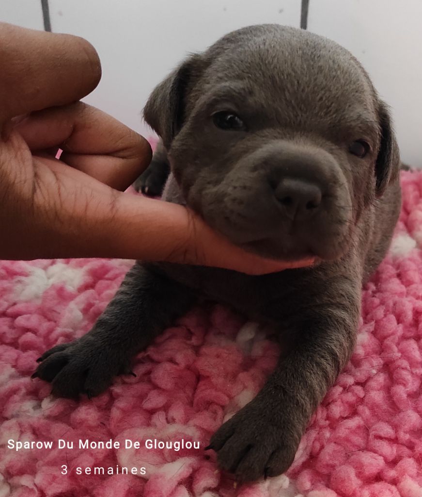 Du Monde De Glouglou - Staffordshire Bull Terrier - Portée née le 21/03/2021