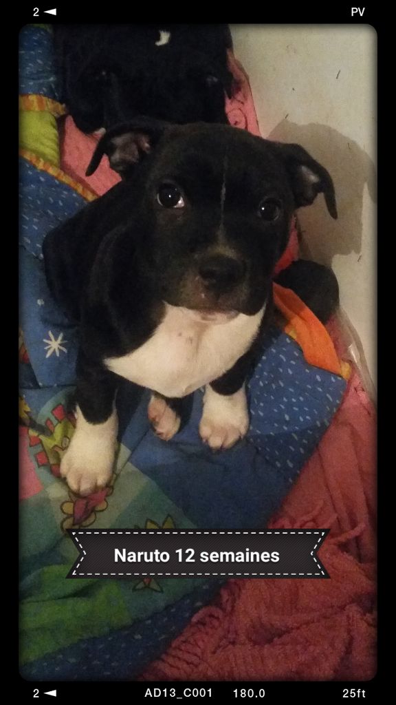 Du Monde De Glouglou - Staffordshire Bull Terrier - Portée née le 22/09/2017