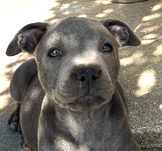 Du Monde De Glouglou - Chiots disponibles - Staffordshire Bull Terrier