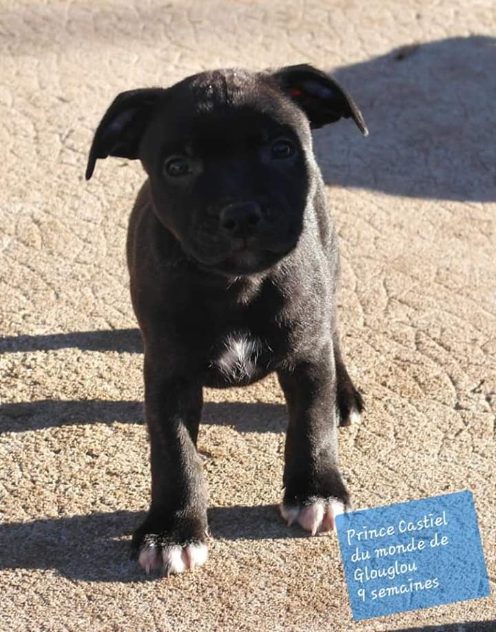 Du Monde De Glouglou - Staffordshire Bull Terrier - Portée née le 01/11/2019