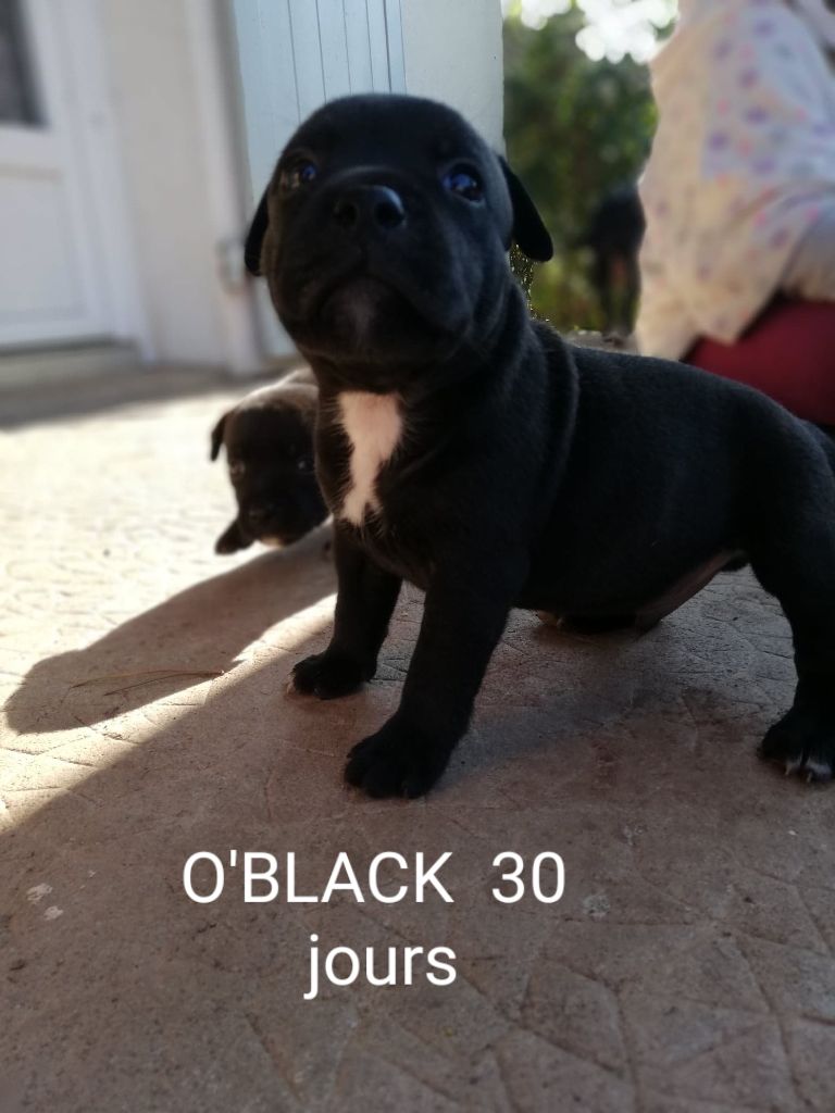Du Monde De Glouglou - Staffordshire Bull Terrier - Portée née le 17/09/2018