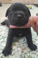 Chiot