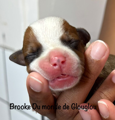 Brooke