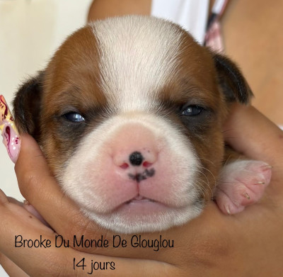 Brooke