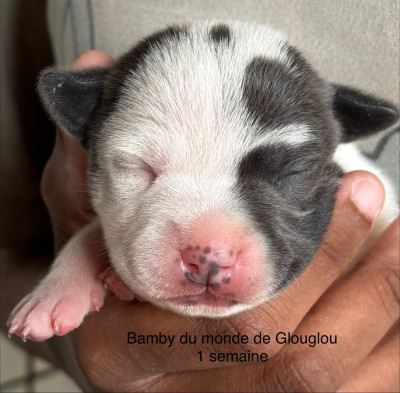 Bamby