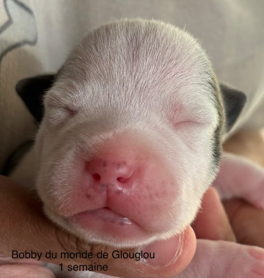 Bobby