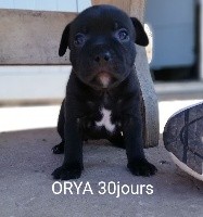 Orya