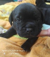 Spartacus