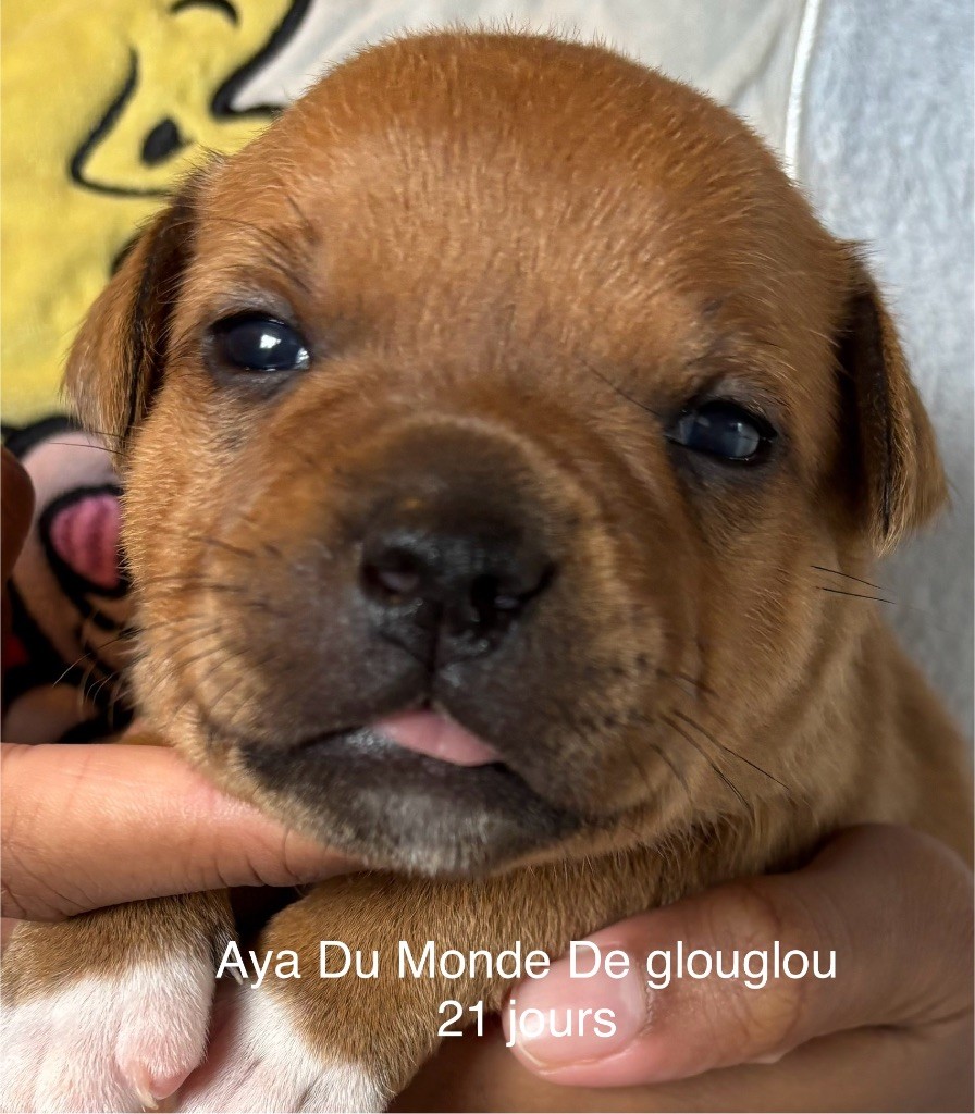 Du Monde De Glouglou - Chiots disponibles - Staffordshire Bull Terrier