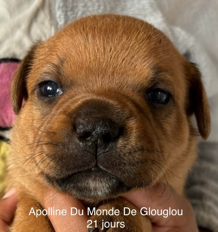 Du Monde De Glouglou - Chiots disponibles - Staffordshire Bull Terrier