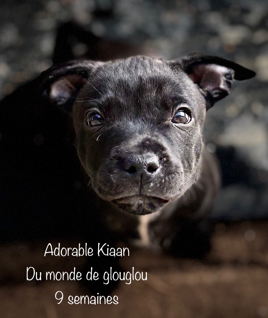 Du Monde De Glouglou - Chiots disponibles - Staffordshire Bull Terrier