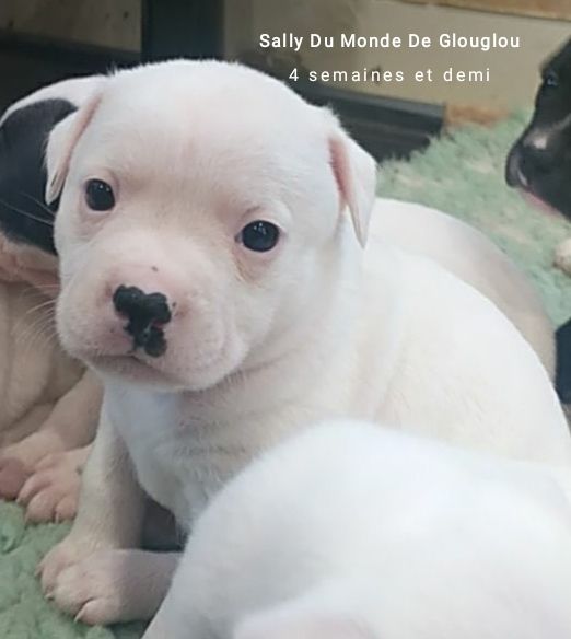 Du Monde De Glouglou - Staffordshire Bull Terrier - Portée née le 10/03/2021